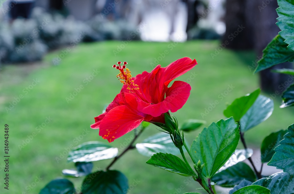 red hibiscus flower with petals and green leaves in the garden