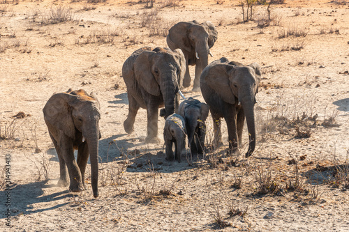 Canvas Print herd of elephants with babies