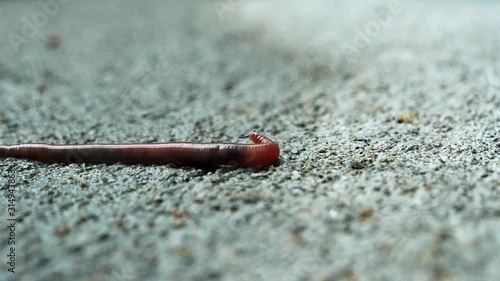 Earthworm on sidewalk in closeup clip. Worm creeping, crawling, sliding and gliding across wet concrete after a rain shower. Shallow depth of focus. photo