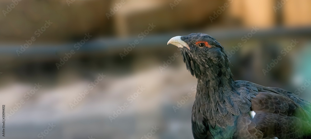 Obraz premium Bird of prey in wild nature