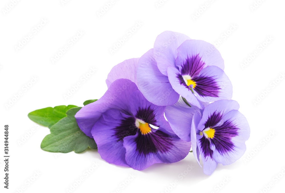 Obraz premium Three blue violets.