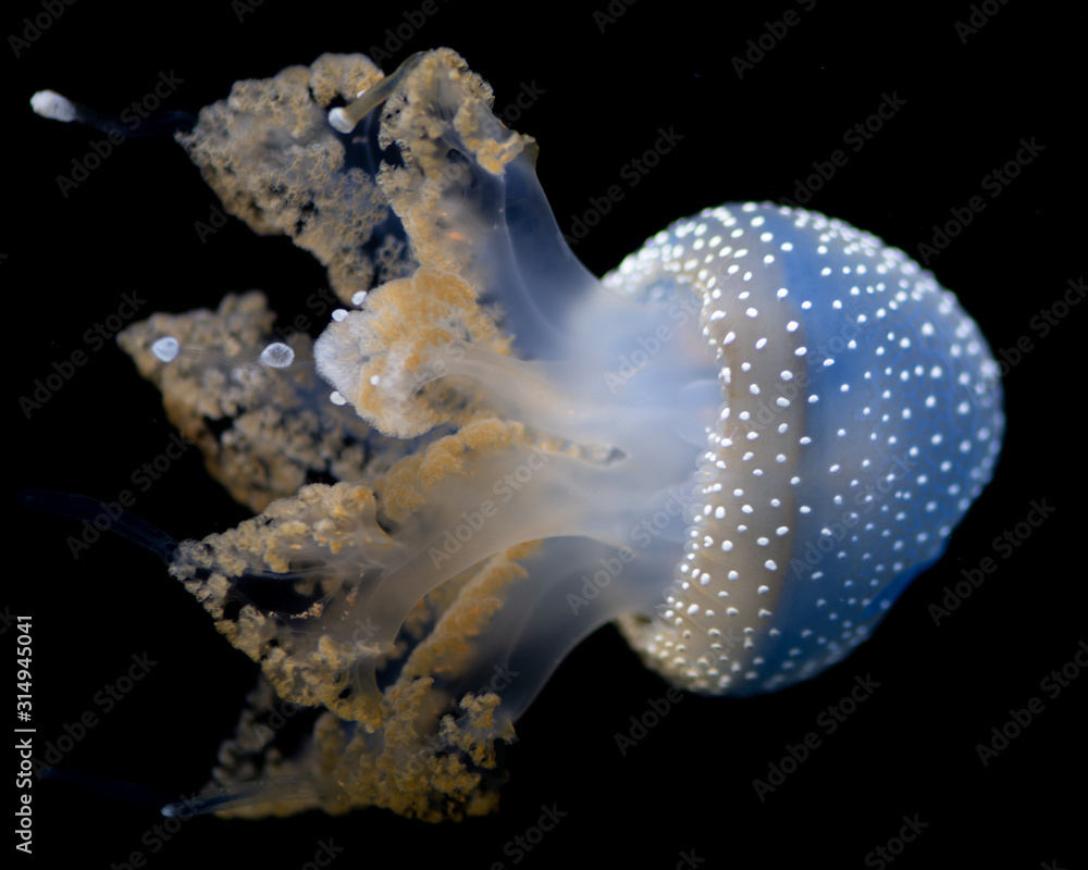 Jellyfish Going Right