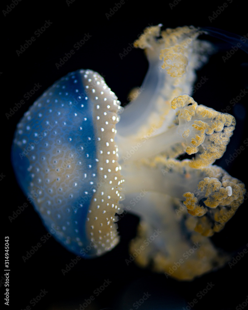 Jellyfish Going Left