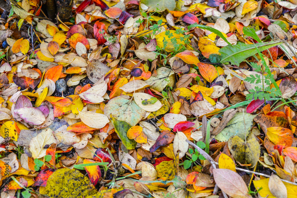 Colorful and bright background of fallen autumn leaves Colorful and bright background of fallen autumn leaves