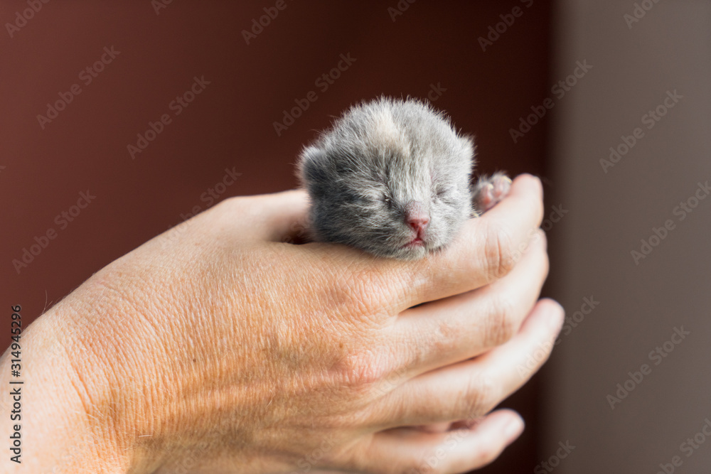 British Shorthair kitten, one or two weeks old, being held in hand with a red back ground British Shorthair kitten, one or two weeks old, being held in hand with a red back ground
