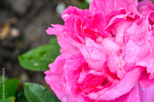 Pink rose flower, rain drops. Close-up photo of garden flower with shallow DOF