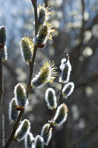 willow blossom in spring