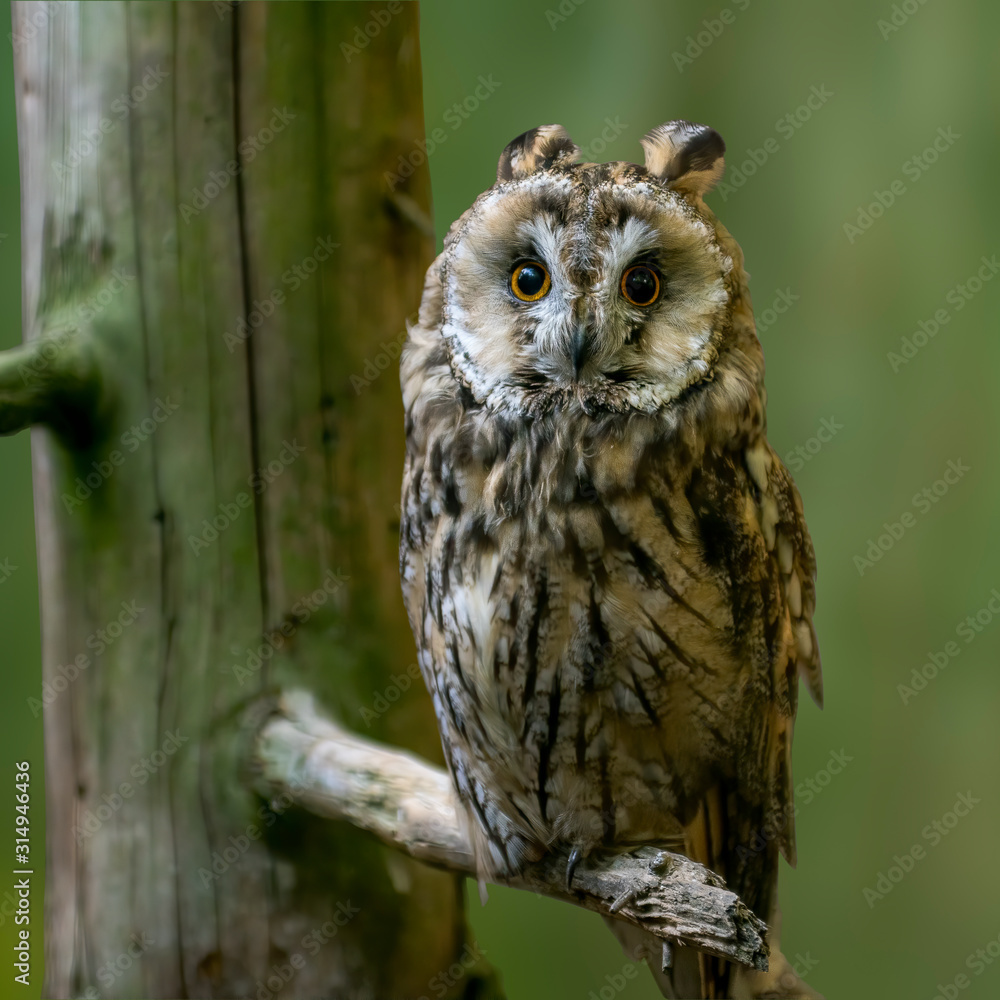 Obraz premium Bird of prey in wild nature