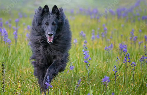 Black Belgian Sheepdog Groenendael running through purple and yellow wildflowers in Sierra Nevada mountains