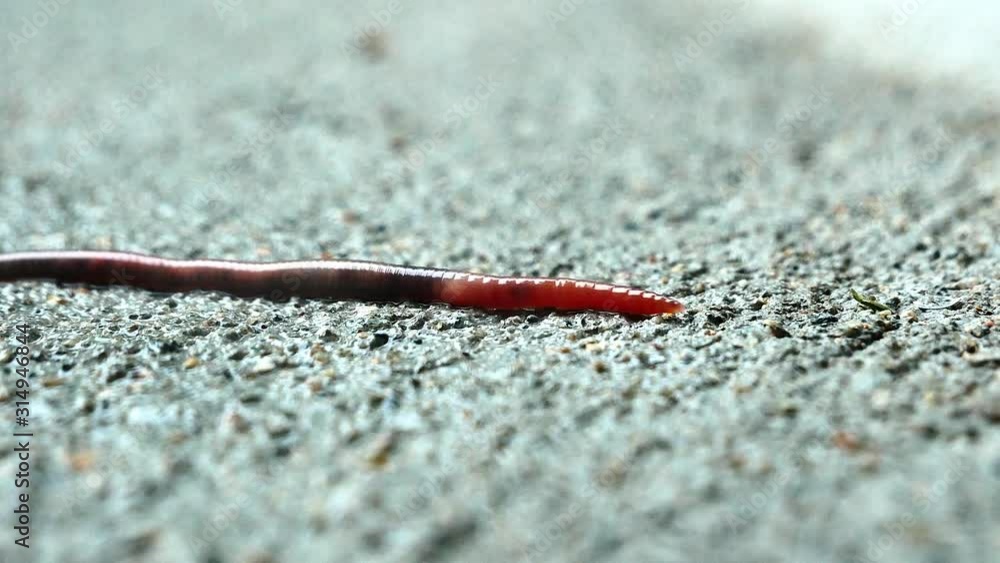 Earthworm on sidewalk in closeup clip. Worm creeping, crawling, sliding and gliding across wet concrete after a rain shower. Shallow depth of focus. Earthworm on sidewalk in closeup clip. Worm creeping, crawling, sliding and gliding across wet concrete after a rain shower. Shallow depth of focus.
