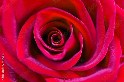 Spectacular Scarlet Rose close-up. Soft focus, shallow depth of field.