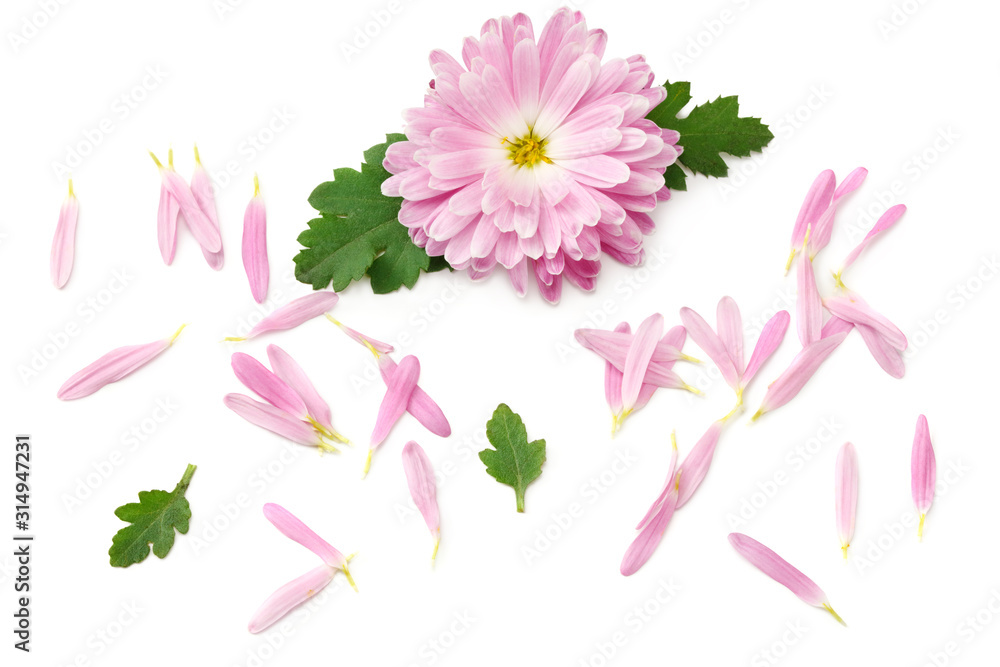 custom made wallpaper toronto digitalChrysanthemum bright pink flower with green leaf isolated on white background. top view