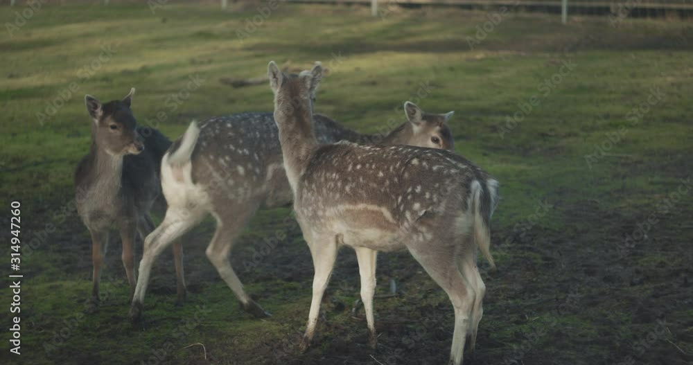Three deer play with each other Three deer play with each other