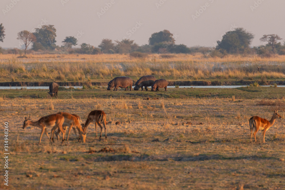 herd of rhinos herd of rhinos