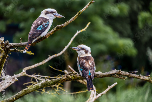 kookaburra eating fish photo