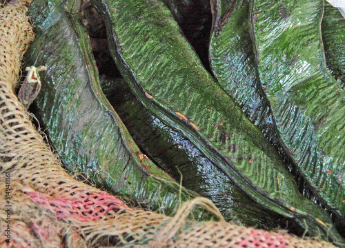 Close up of a large green bean pods in the market in Silvia, Colombia  photo