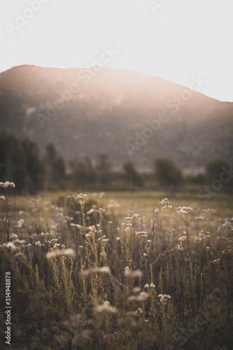 plantas secas en paisaje de montaña © Olivardo