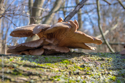 Pleurotus ostreatus mushrooms growing on tree bark, very tasty and healthy fungus