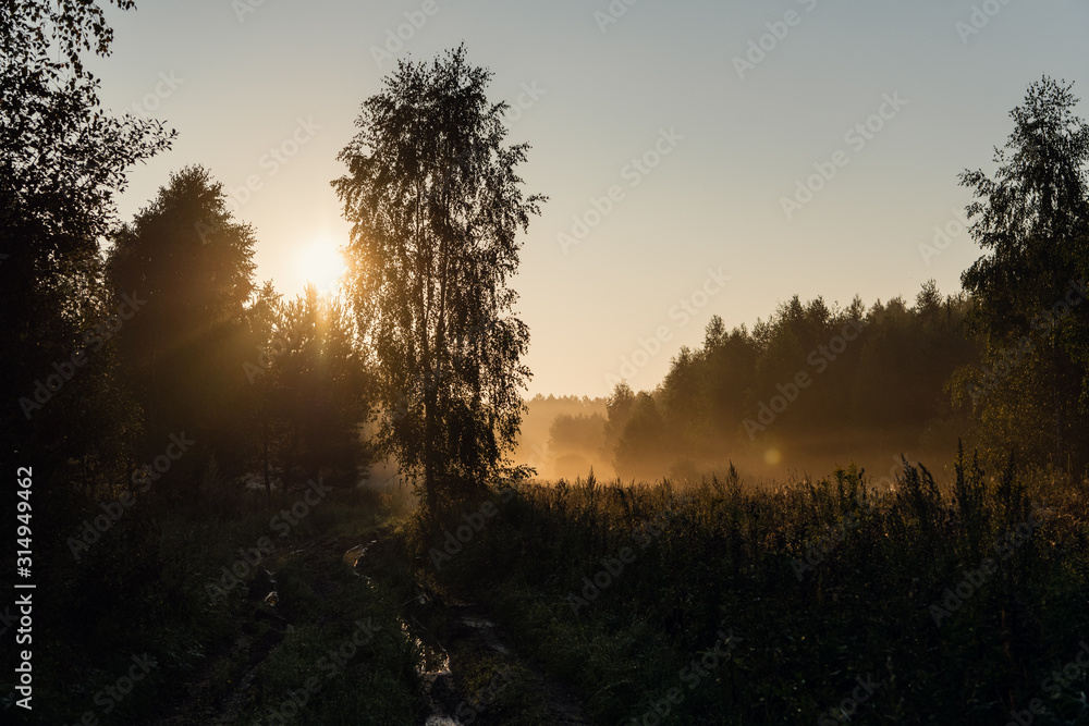 Misty fog landscape in the forest in the morning Misty fog landscape in the forest in the morning