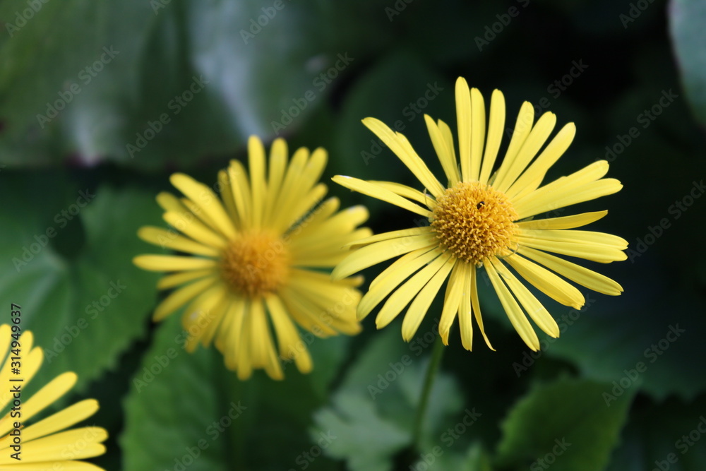 Obraz premium Yellow Flower