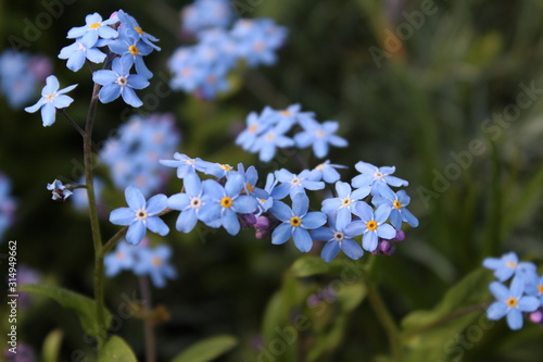 Forget me not