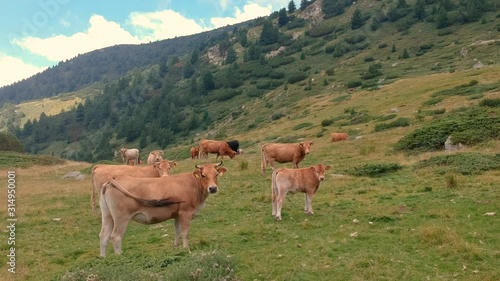 Cows in the mountain panning turn around shot including scenery around and looking towards the horizon and beyond. Part4 photo