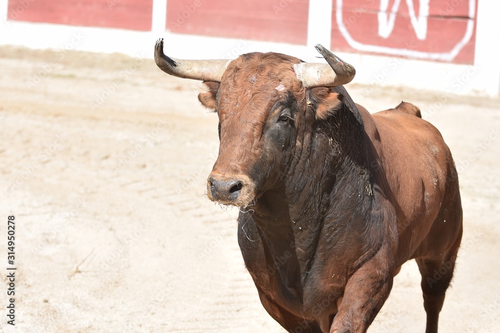 Spanish brown brave bull in the field Spanish brown brave bull in the field