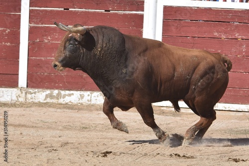 Spanish brown brave bull in the field