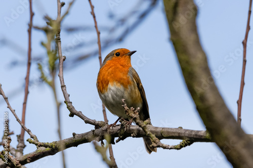 Robin (Erithacus rubecula) perching on a tree