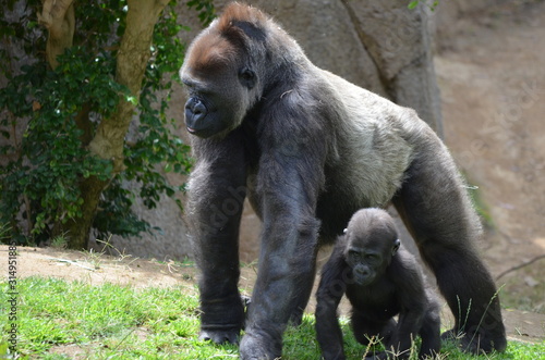Baby Gorilla and Mama
