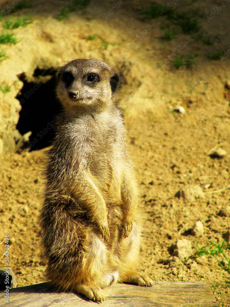 Side view of a standing meerkat, Suricata suricatta, also called Surikate Side view of a standing meerkat, Suricata suricatta, also called Surikate