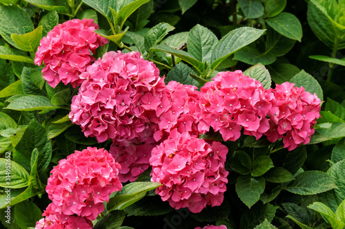 French hydrangea, Hydrangea macrophylla flowering plant