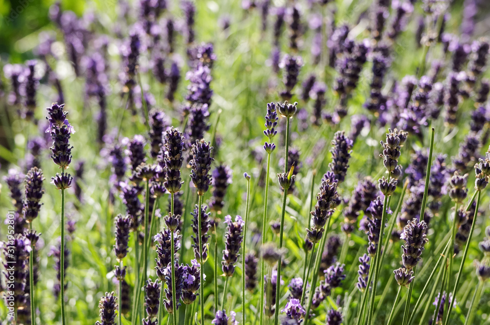 Naklejka premium purple Lavandula lavender flowers growing together
