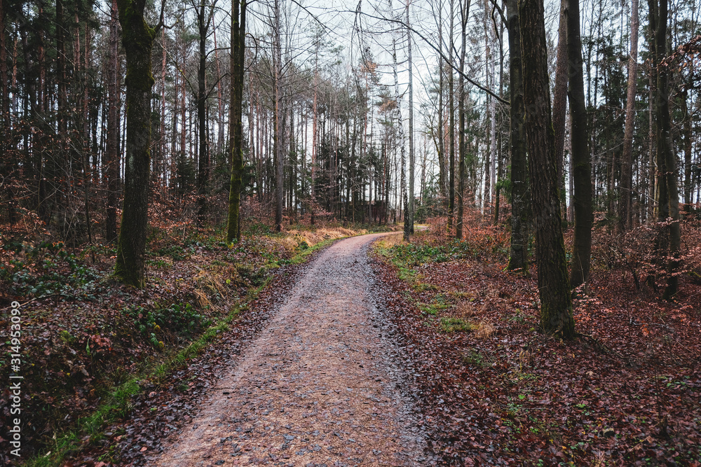 Obraz premium Dirt track through a pine forest in winter. Taken in Bavaria, Germany