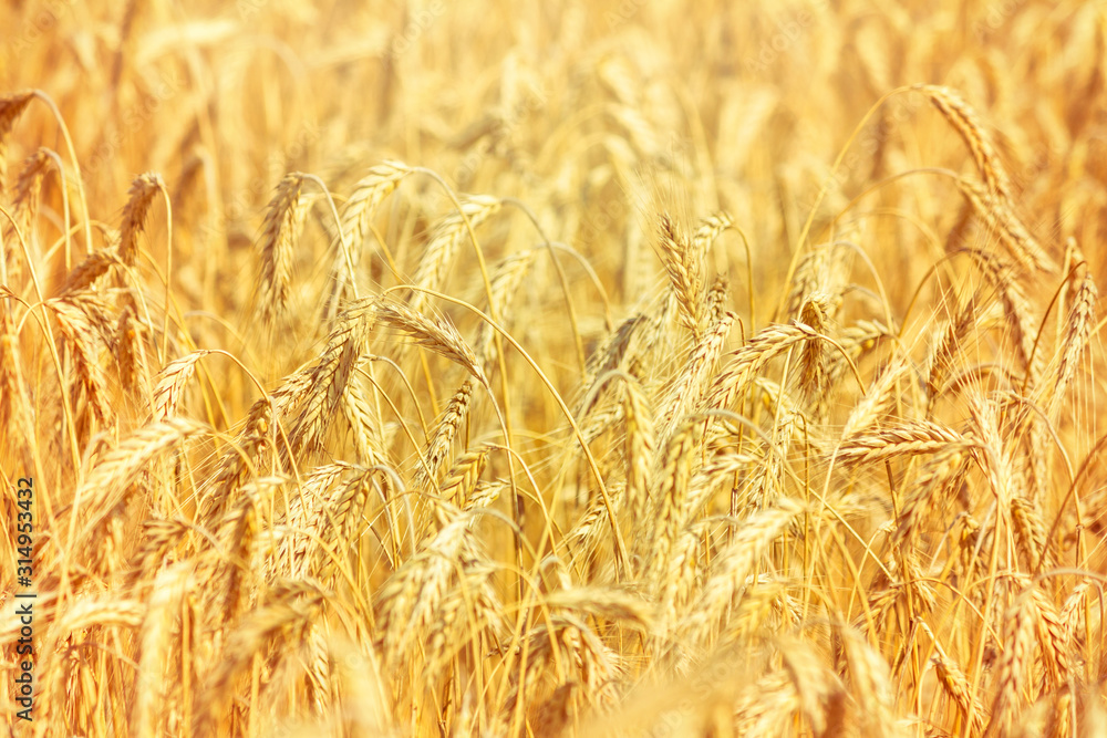 Rural landscape - field common wheat (Triticum aestivum) in the rays of the summer sun, close-up Rural landscape - field common wheat (Triticum aestivum) in the rays of the summer sun, close-up