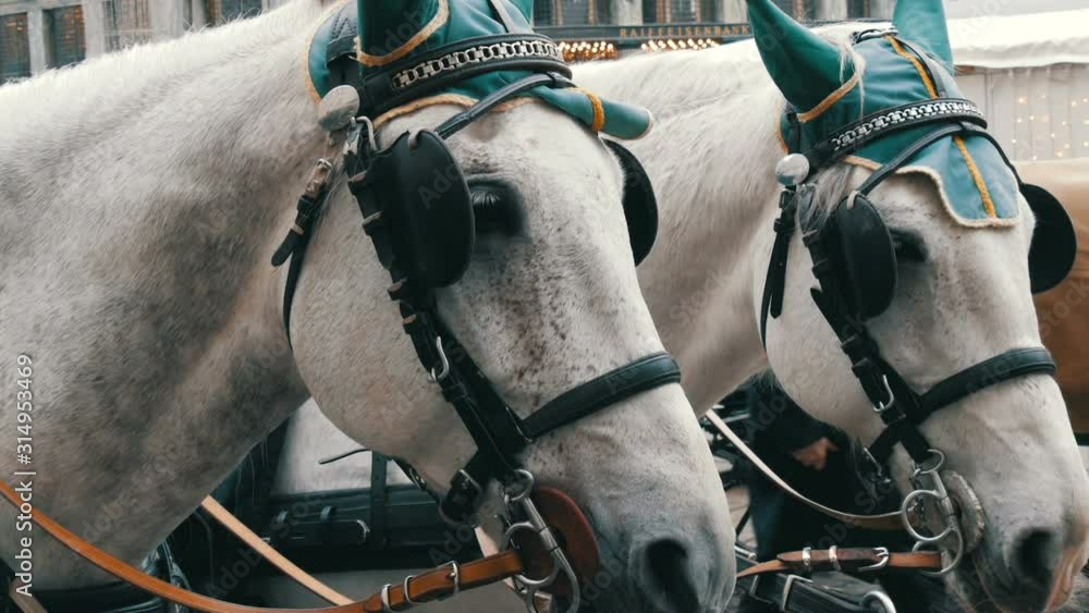 Beautiful elegant dressed white horses in green headphones, blindfolds
