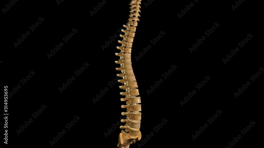 Thoracic Vertebrae Anatomy Labeled Thoracic Vertebrae Anatomy Labeled