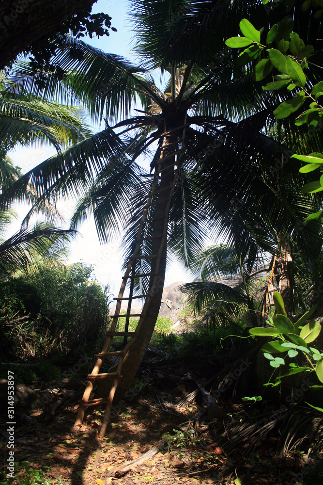 Ladder to the palm tree