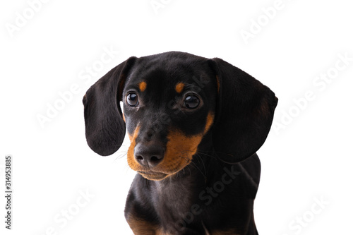 Funny sausage dog, dachshund puppy posing isolated on white background © ValentinValkov
