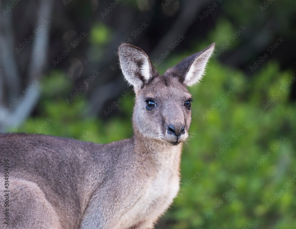 Friendly kangaroo, Australia