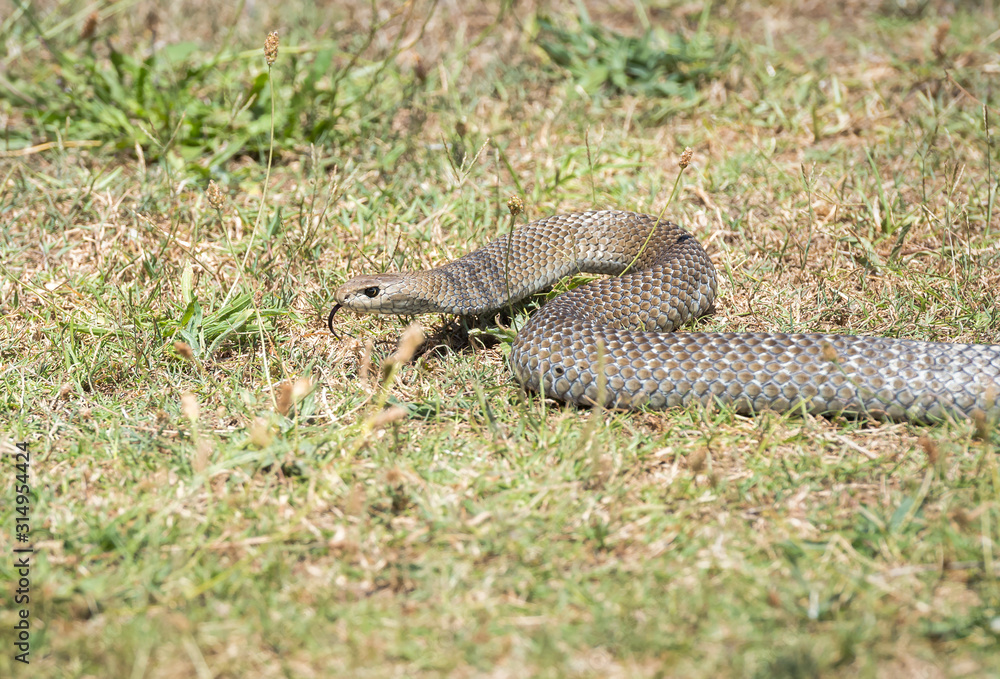 Obraz premium Eastern brown snake, Australia