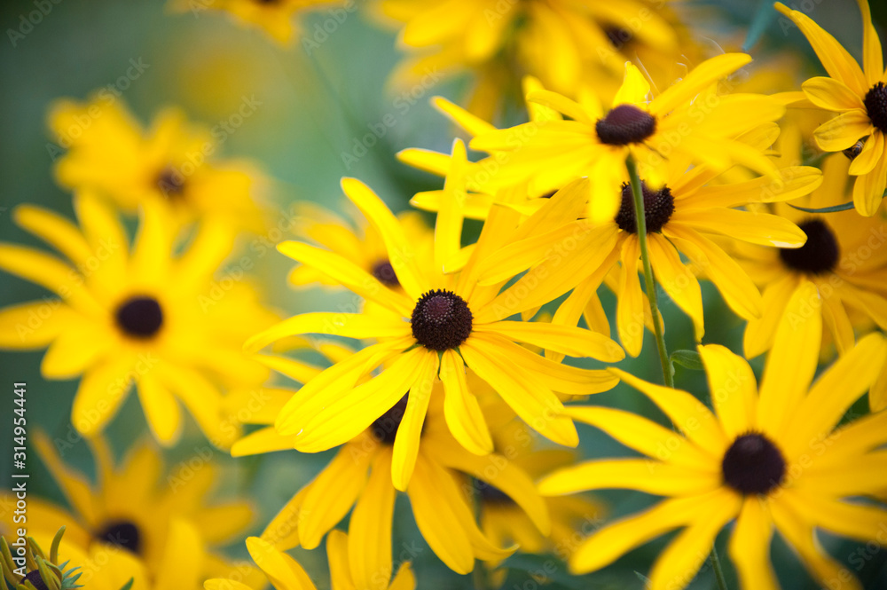 rudbeckia subtometosa at night rudbeckia subtometosa at night