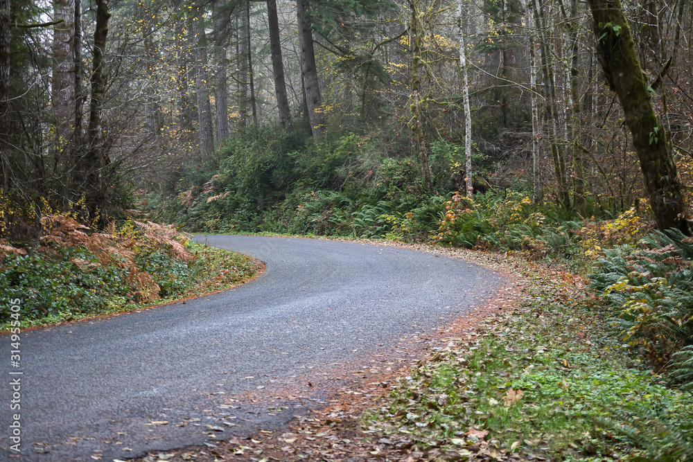 autumn forest with golden ferns and shrubbery along roadway autumn forest with golden ferns and shrubbery along roadway