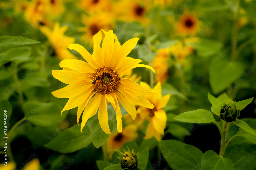Obraz premium Una abeja toma polen de una flor en un campo de girasoles