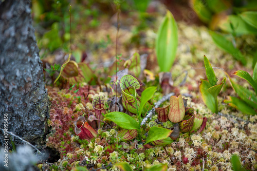 pitcher plants and sundews in bog photo