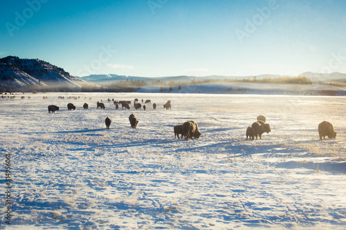 A herd of bison roams through a snowy valley in Grand Teton National Park, Wyoming. 