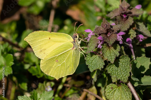 Common brimstone (Gonepteryx rhamni) closeup sideview while sitting on a nettle