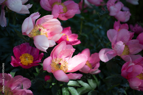 Pink peony flowers in a flower bed. 