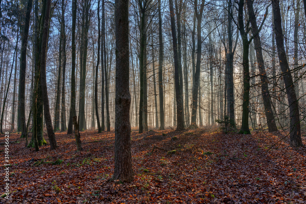 The sun penetrates the fog in the forest and conjures up contrasting shadows in the landscape