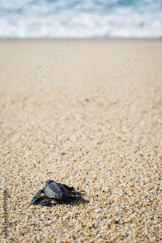 A baby sea turtle crawls on the beach toward the ocean.  © Amy